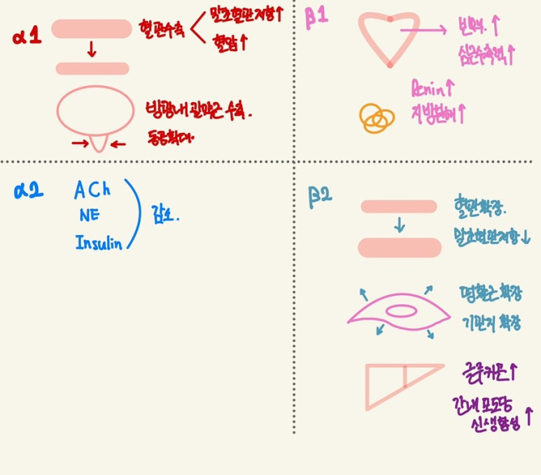 아드레날린성 수용체의 기능 작용