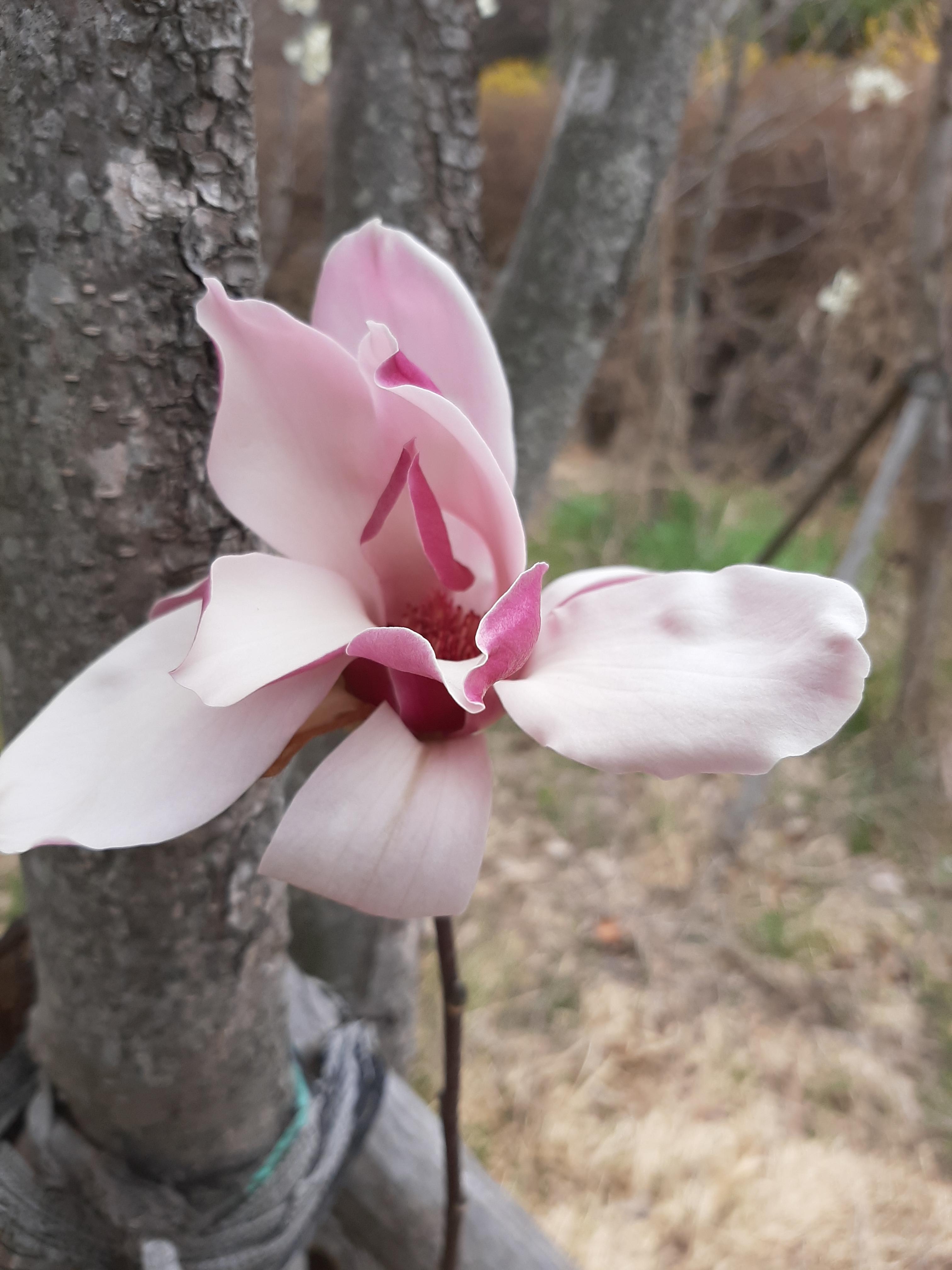 봄꽃 목련과 벚꽃이 한창입니다 / 꽃길만 걸으면 (03/23/22) 16