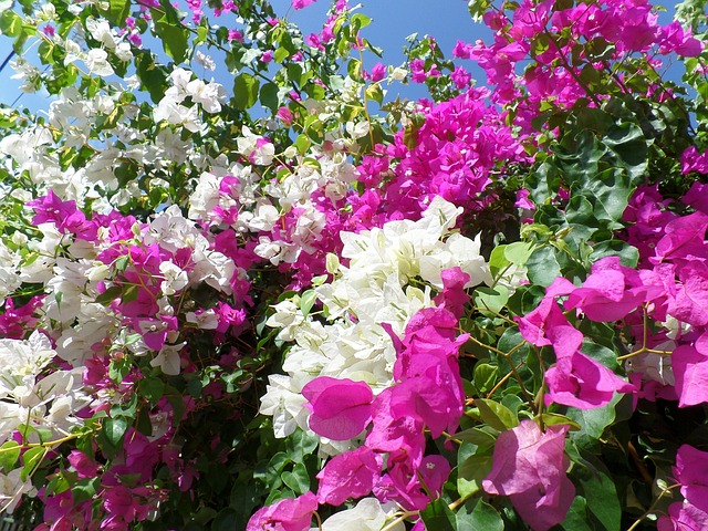 부겐빌레아 꽃나무