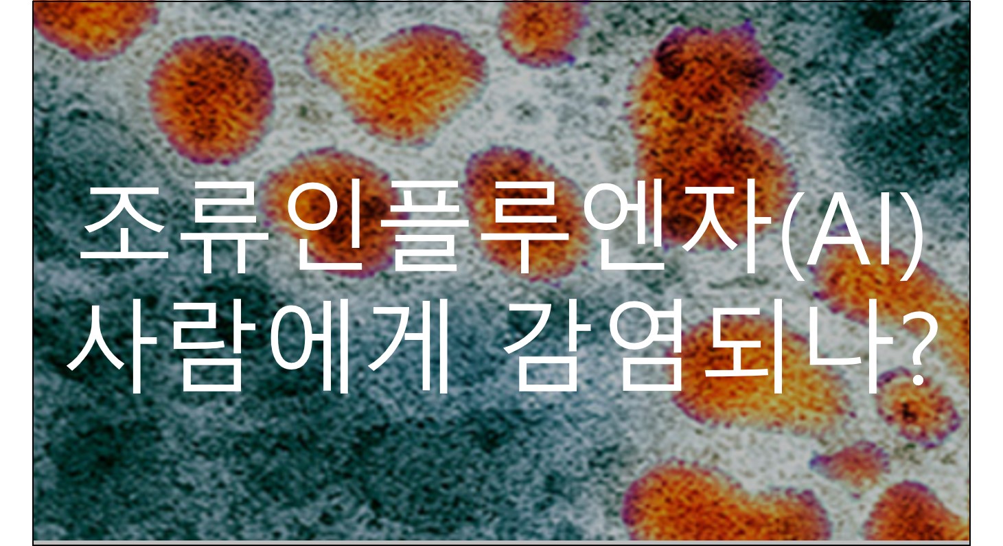  조류인플루엔자 포유류 감염 급증… 사람 감염까지?