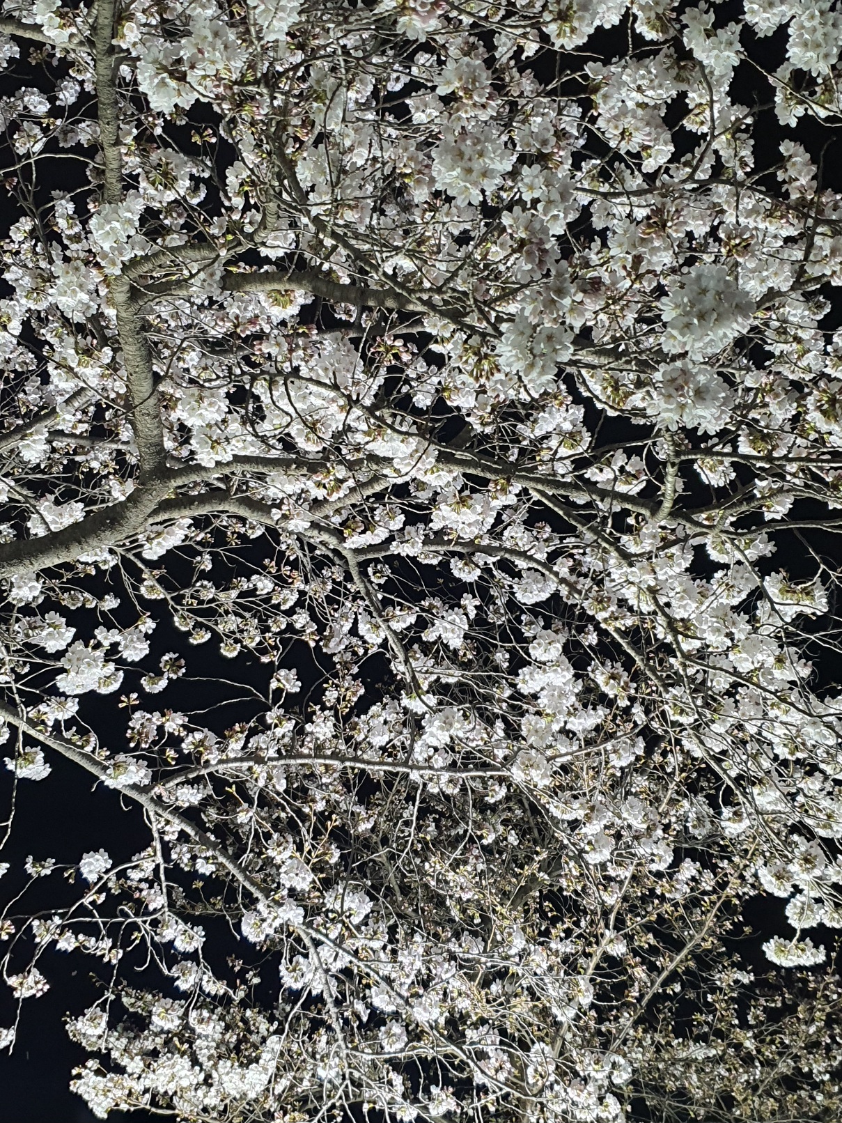 경주-흥무로-벚꽃길