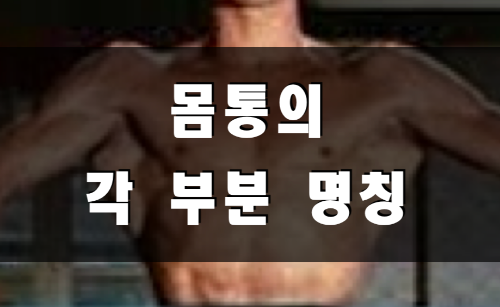  [신체부위 명칭] 몸통의 각 부분 명칭 (영어명칭 포함)