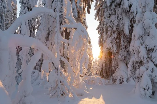 나무에-눈이-쌓여있는-풍경