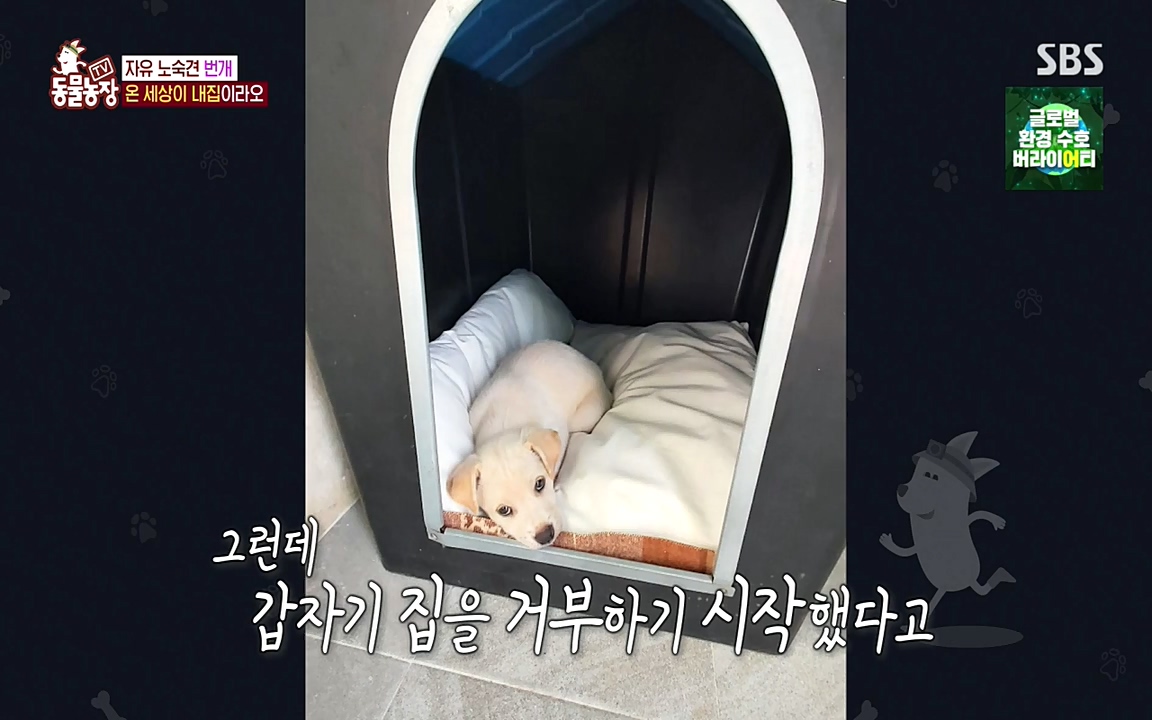 TV 동물농장.E1087.220919p-NEXT.mp4_20220918_180224.866.jpg