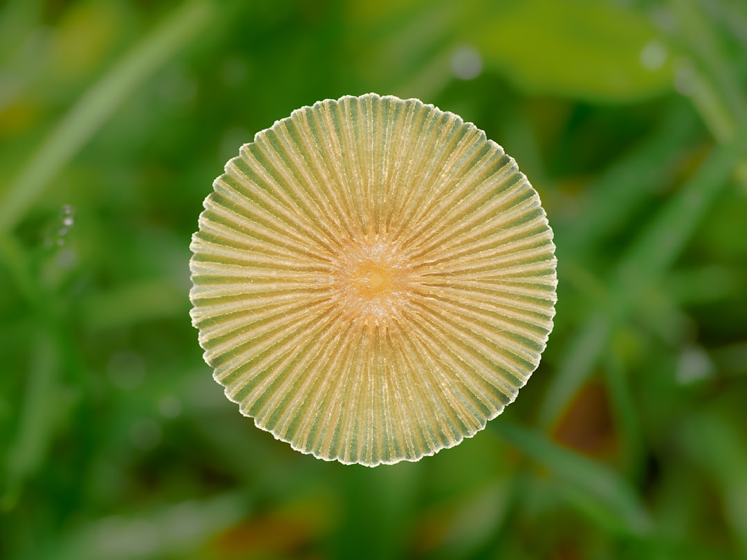 Psyllium