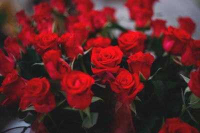 빨간색 장미 꽃다발