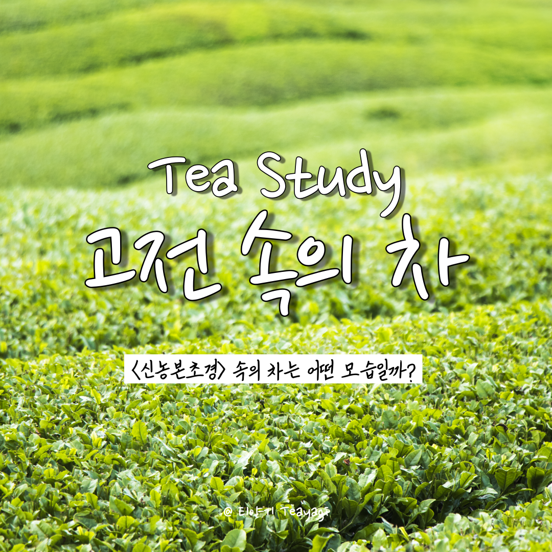  다함께 중국차 | 고전 속의 차(茶) - 신농본초경(神农本草经) 속의 차(茶)