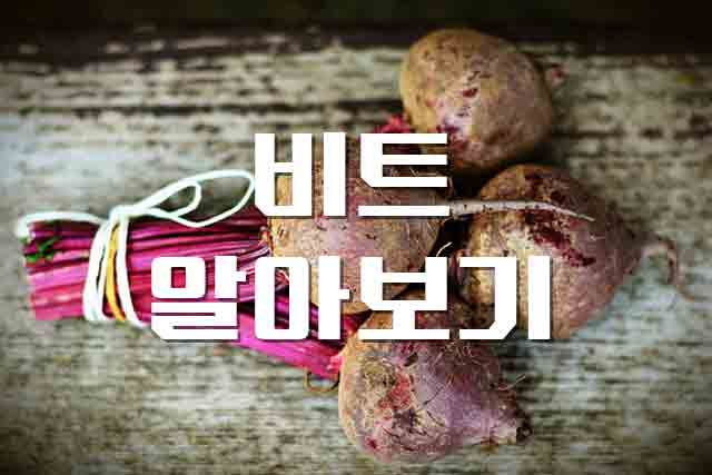  비트, 빨간 색의 매력을 지닌 채소 비트의 정보