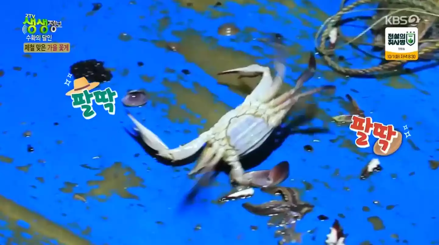 햇 꽃게