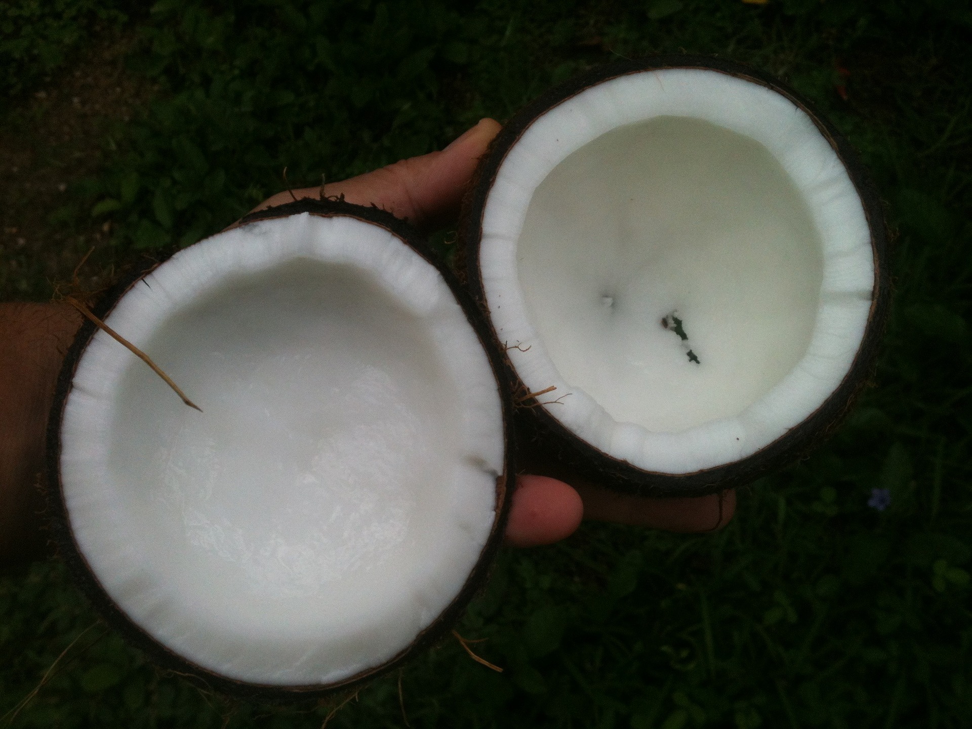 코코넛 오일