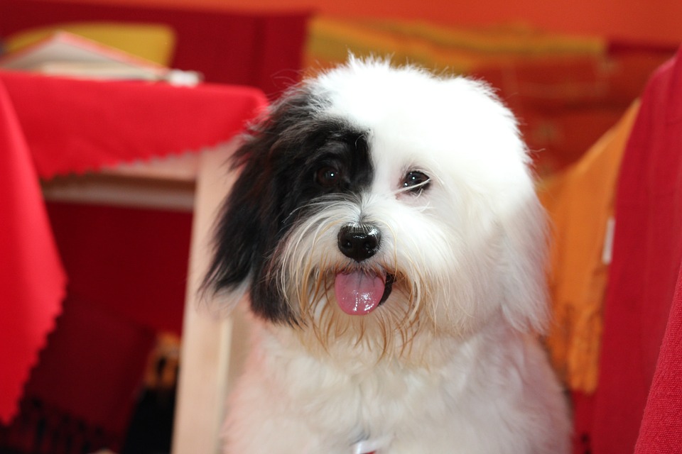  꼬똥 드 툴레아(Coton de Tulear)의 유래와 성격 특징