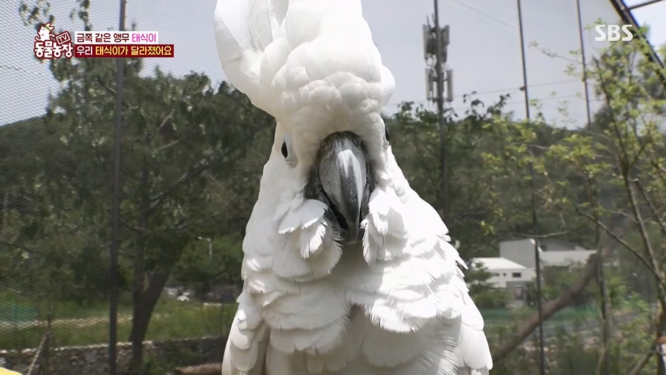 TV 동물농장.E1124.230611p.H264-F1RST.mp4_20230611_173602.365.jpg