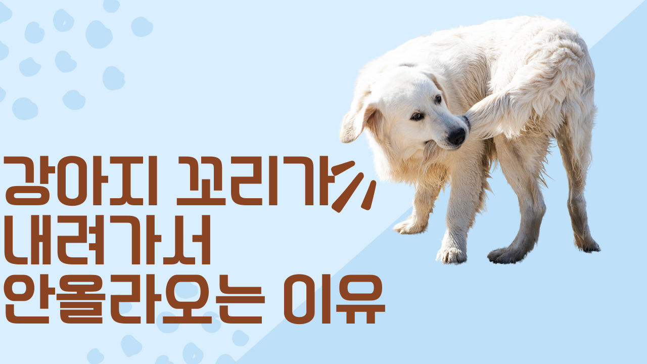 강아지 꼬리 아플때 썸네일