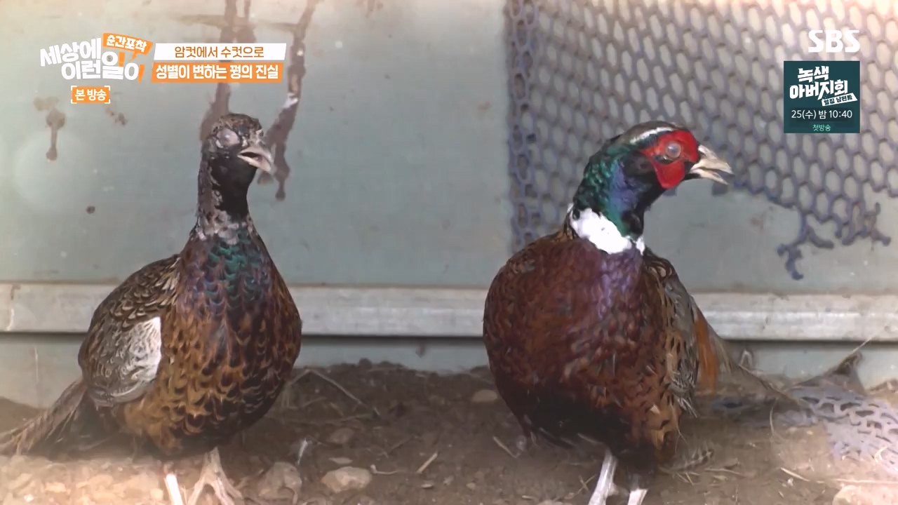 순간포착 세상에 이런일이.E1248.231015p-NEXT.mp4_20231015_164803.849.jpg