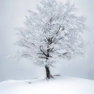 겨울-나무-winter-tree