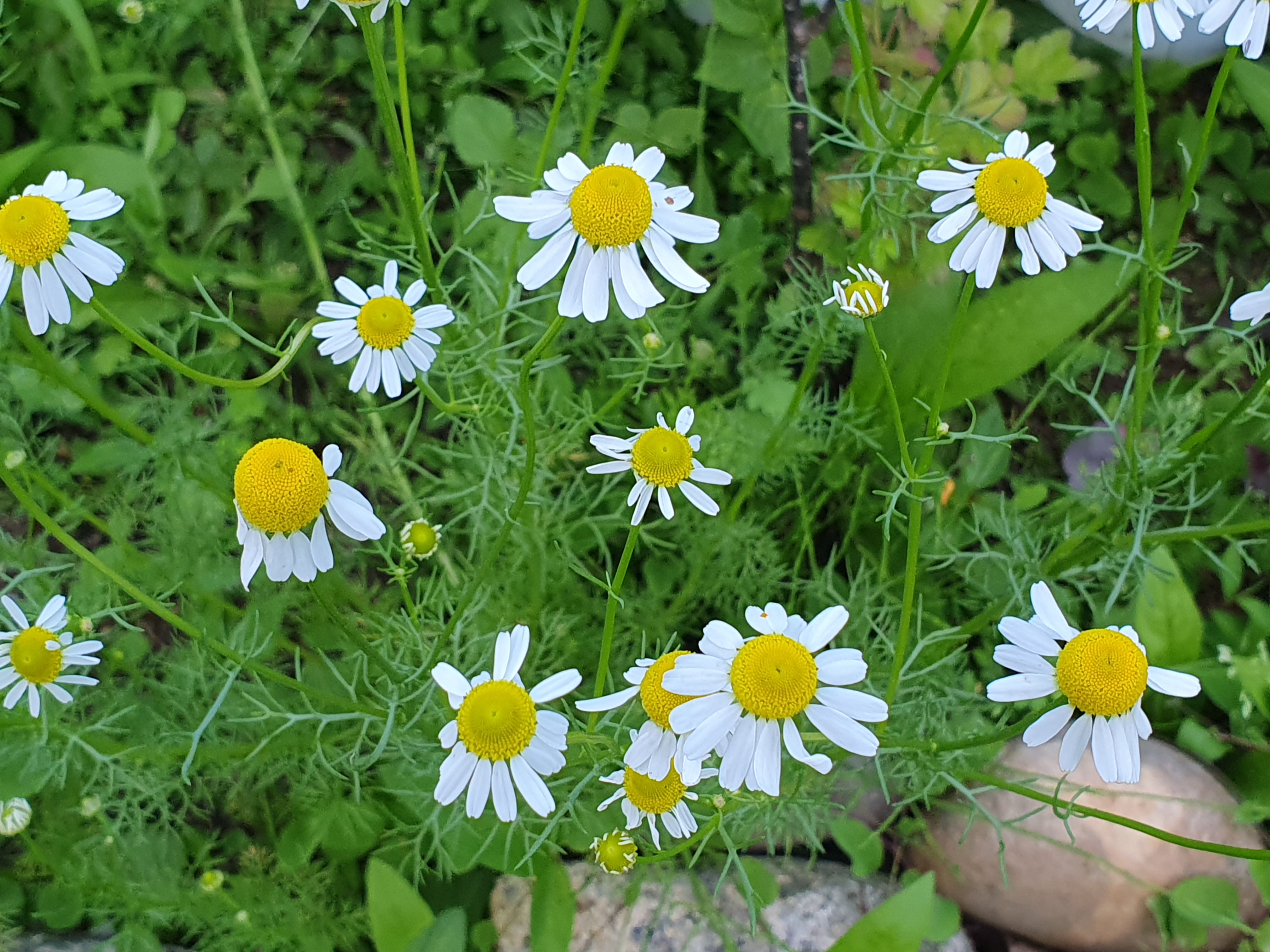 캐모마일(chamomile)꽃