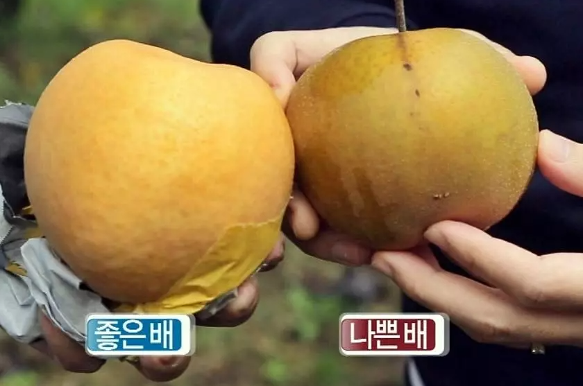좋은배와 나쁜배