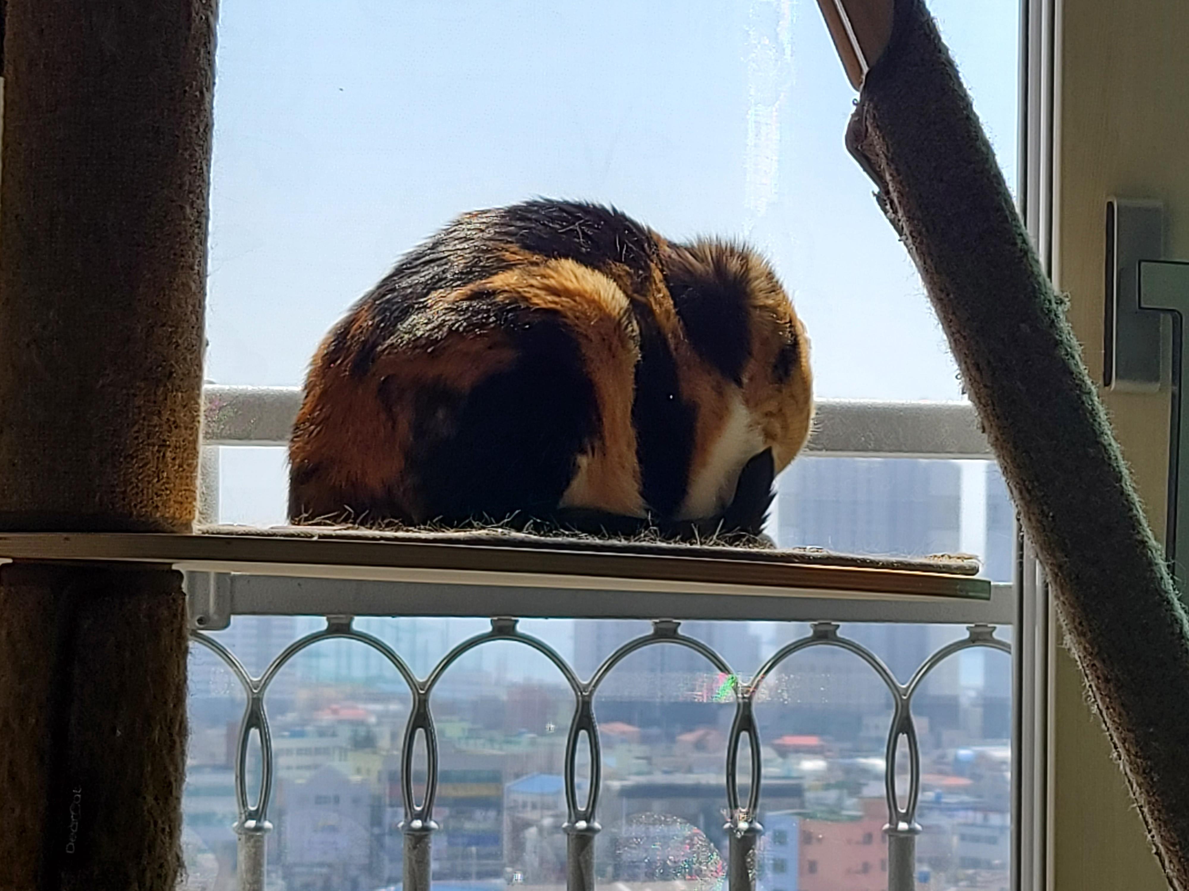 고양이들이 창밖을 보는 이유와 방묘창, 방묘문의 중요성