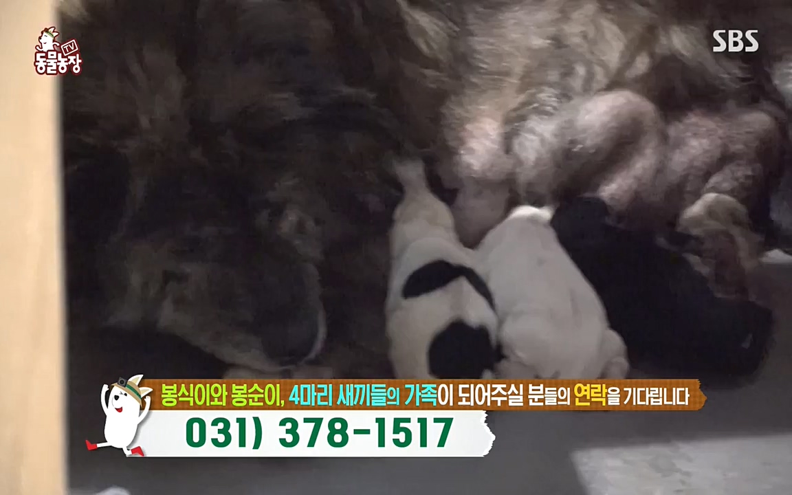 TV 동물농장.E1070.220523p-NEXT.mp4_20220522_182045.525.jpg