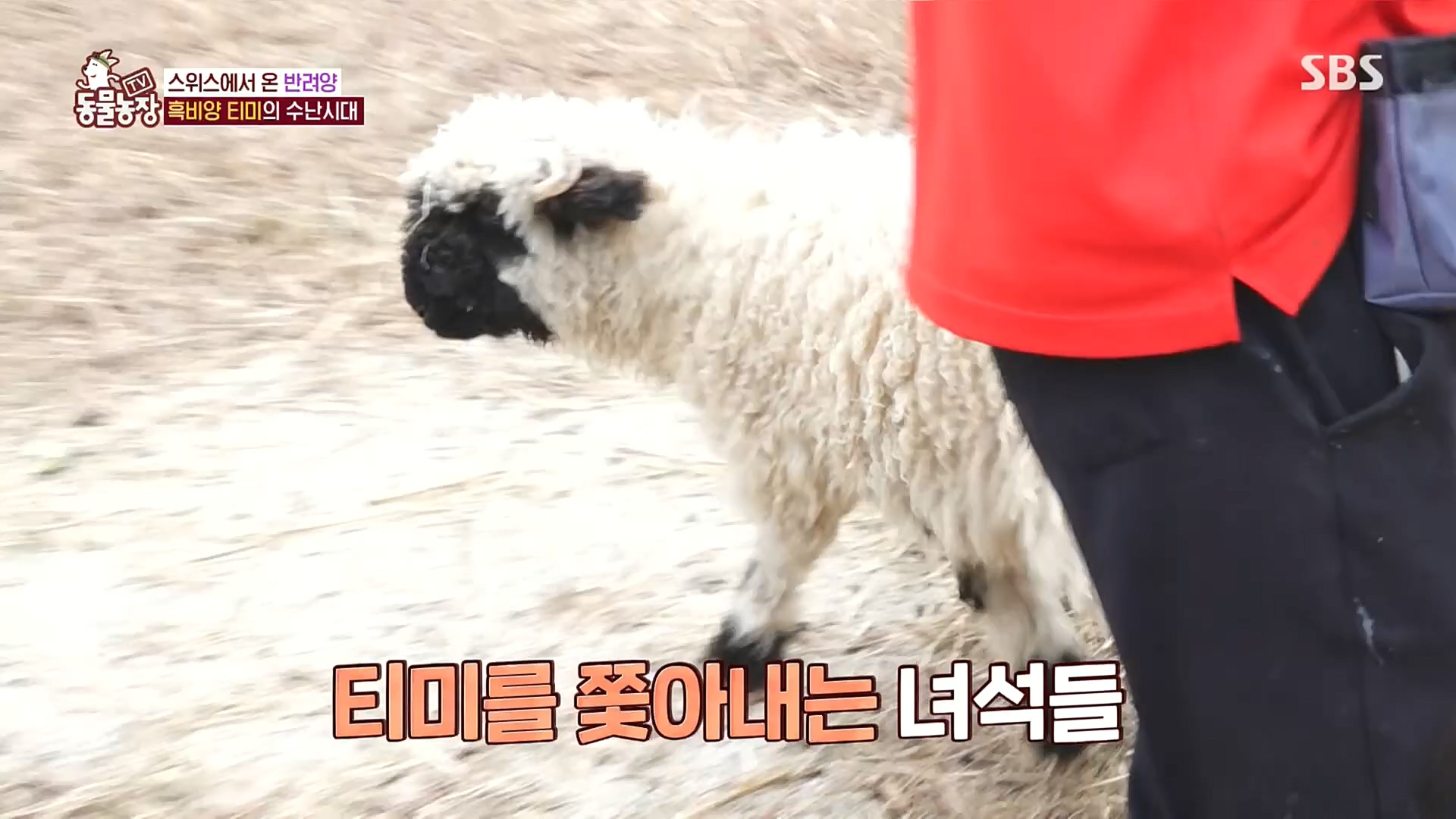 TV 동물농장.E1100.221218p.H264-F1RST.mp4_20221218_183446.723.jpg