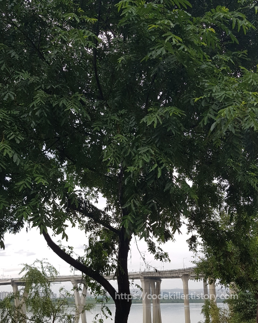중국굴피나무