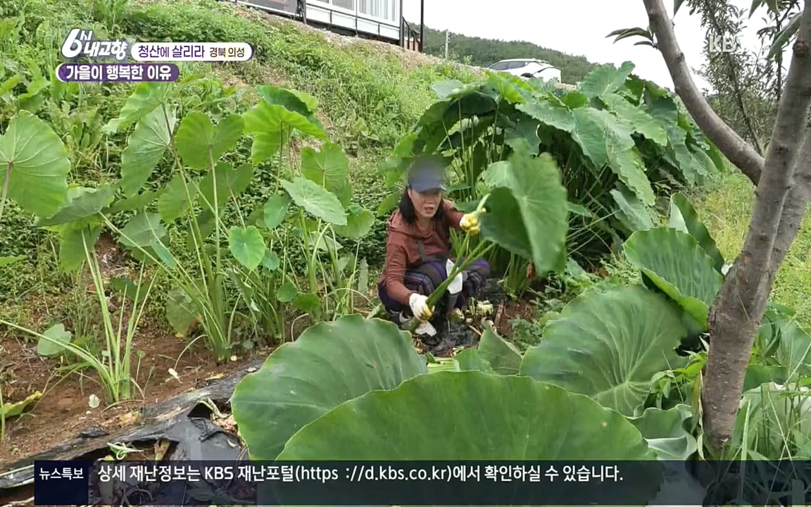 6시 내고향.E7618.220916p.H264-F1RST.mp4_20220920_204807.196.jpg