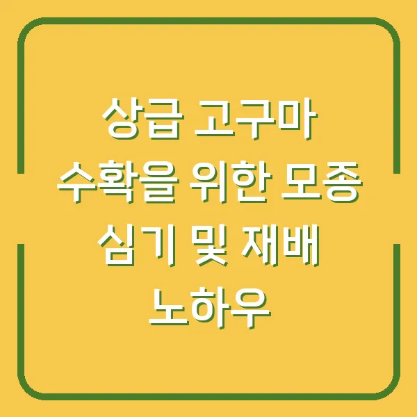 상급 고구마 수확을 위한 모종 심기 및 재배 노하우