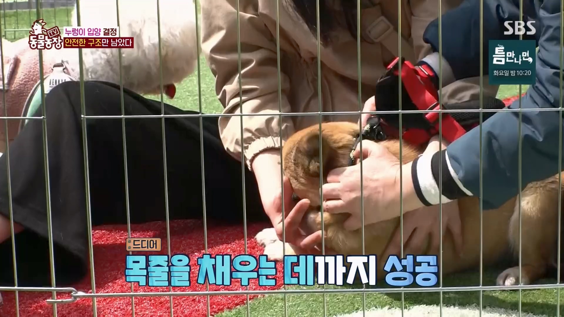 TV 동물농장.E1170.240505p.H264-F1RST.mp4_20240505_153824.825.jpg