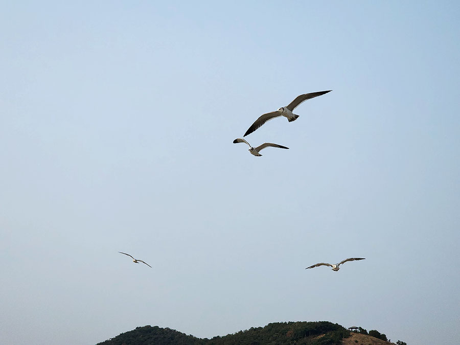 안산 탄도항 방문기