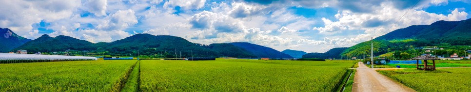 거제 오수마을 갈대밭 가을이 찾아온 11