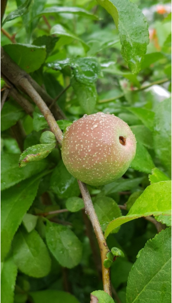 명자나무(산당화)