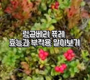 크랜베리 퓌레 - 혜택 - 부작용