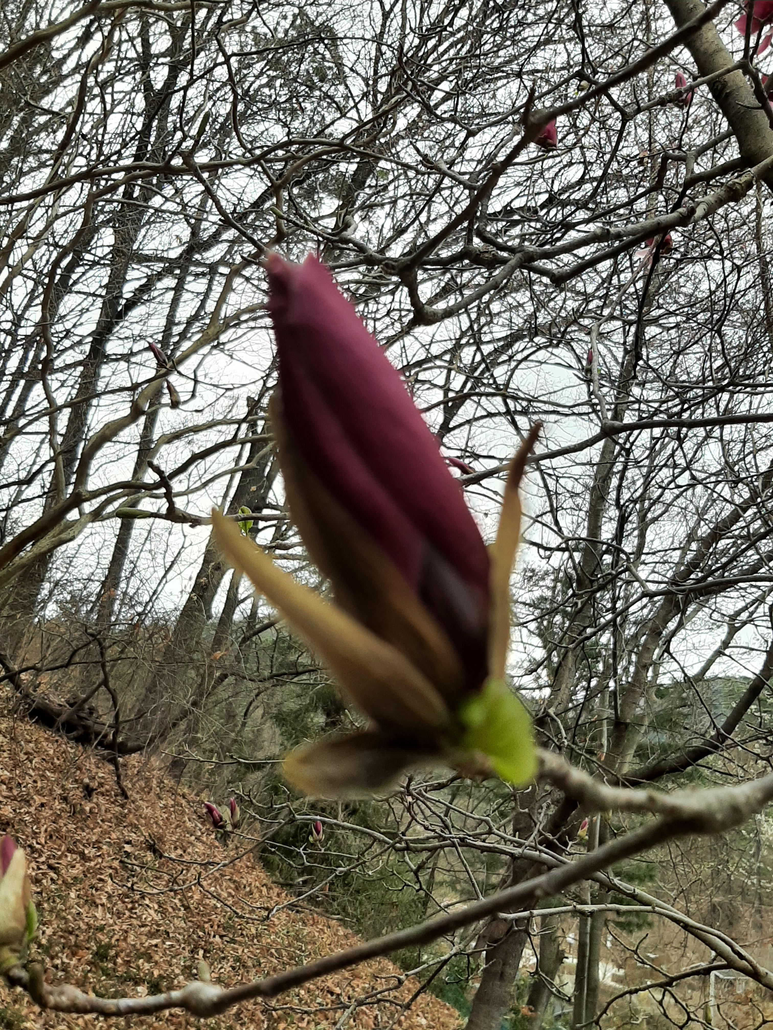 봄꽃 목련과 벚꽃이 한창입니다 / 꽃길만 걸으면 (03/23/22) 28