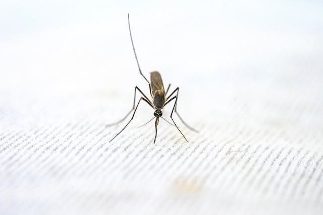 모기 물리는 꿈 모기를 잡거나 죽이는 꿈