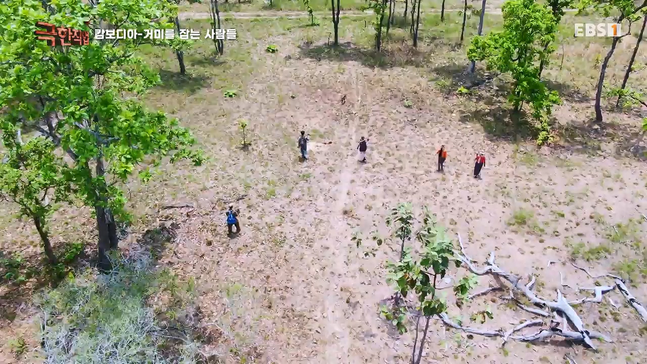 TV - 전 국민의 평생학교 EBS캄보디아 - 독충을 잡는 사람들.mp4_20230501_173358.646.jpg