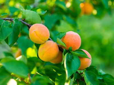 살구 효능 10가지 29