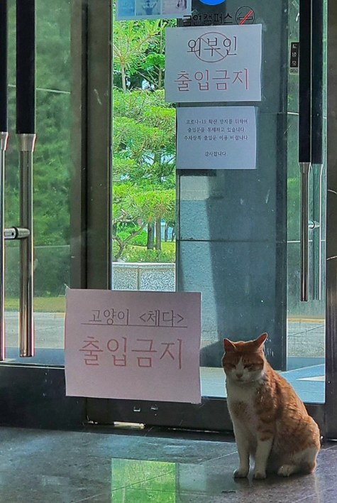  출입 금지 당한 냥이 ㅜㅜㅜ