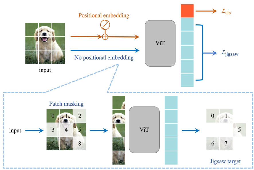 JigsawViT Learning Jigsaw Puzzles in Vision Transformer