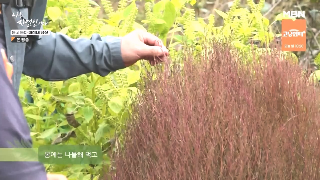 나는 자연인이다.E577.231026p-NEXT.mp4_20231026_200353.733.jpg