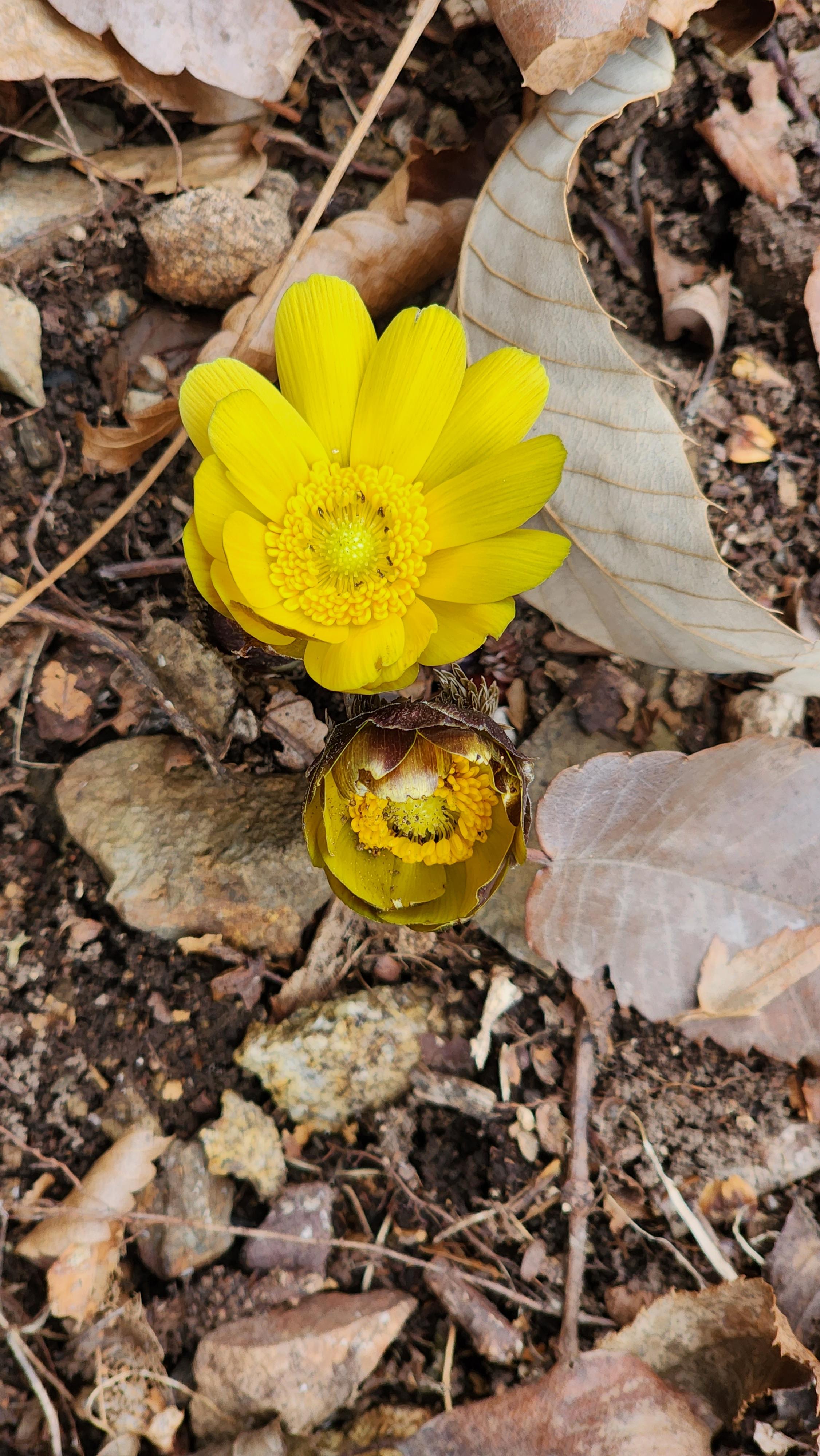 불명산(佛明山) 복수초(福壽草)