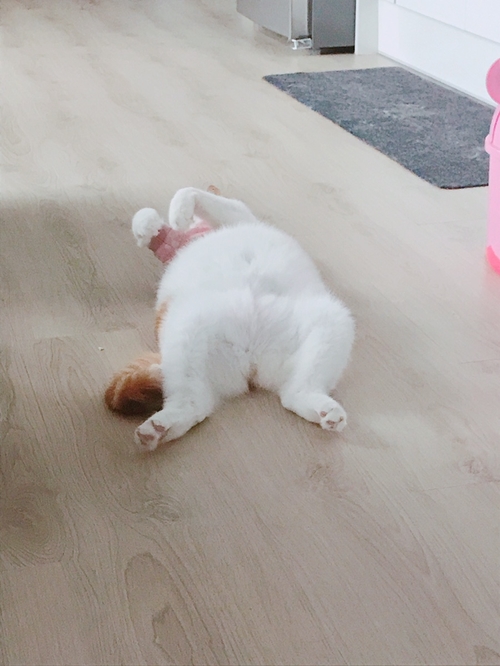 슈슈 이미지