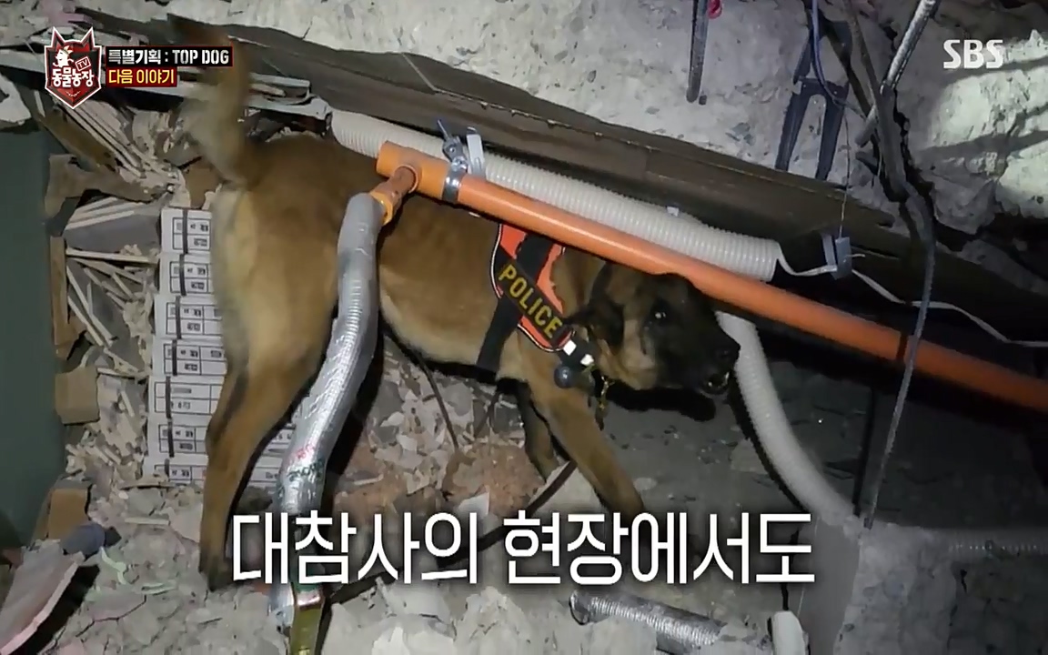 TV 동물농장.E1085.220905p-NEXT.mp4_20220904_173319.318.jpg