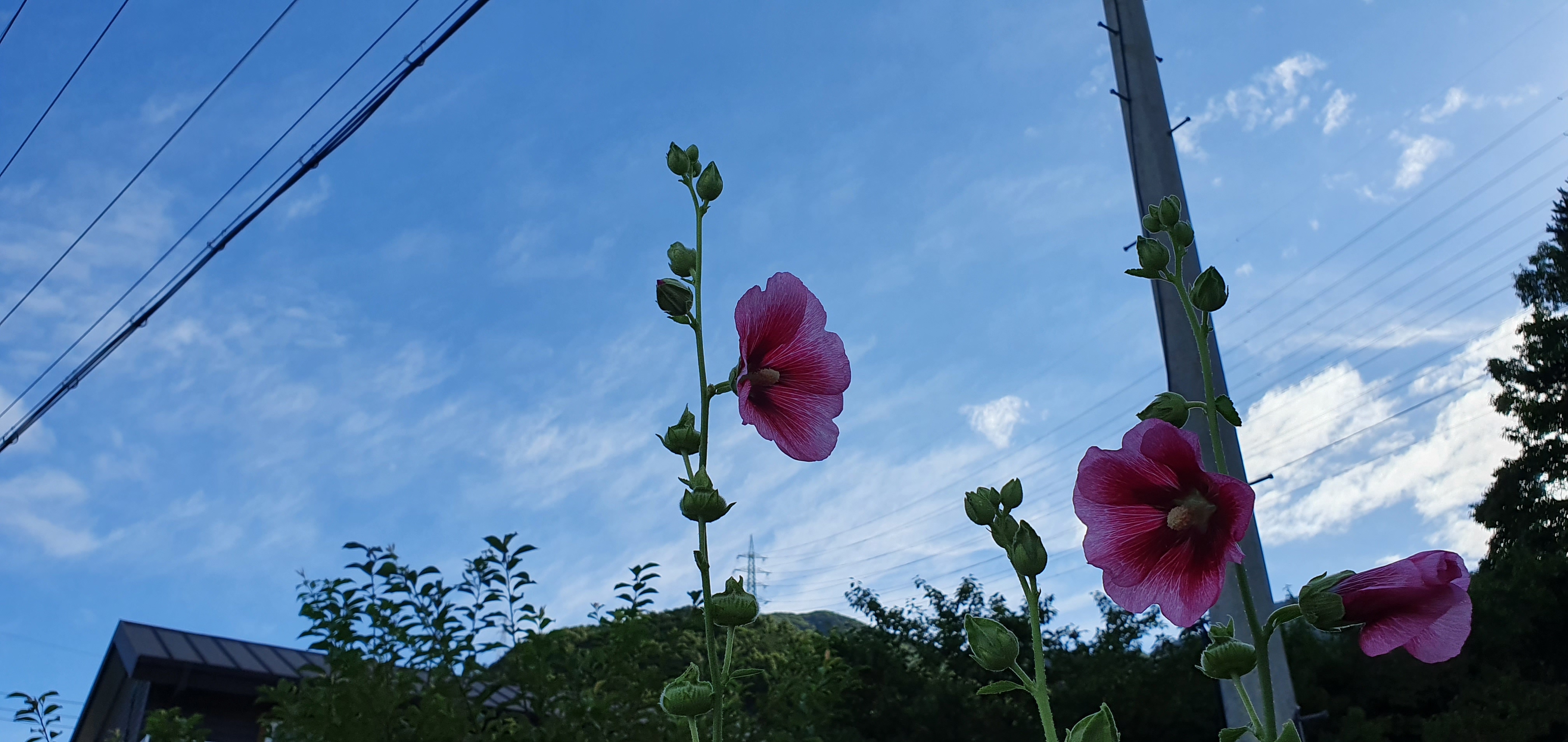 예봉산(2020.7.11) 1