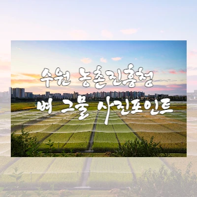  수원 가볼 만한 곳 - (구) 농촌진흥청 벼 그물 사진 포인트