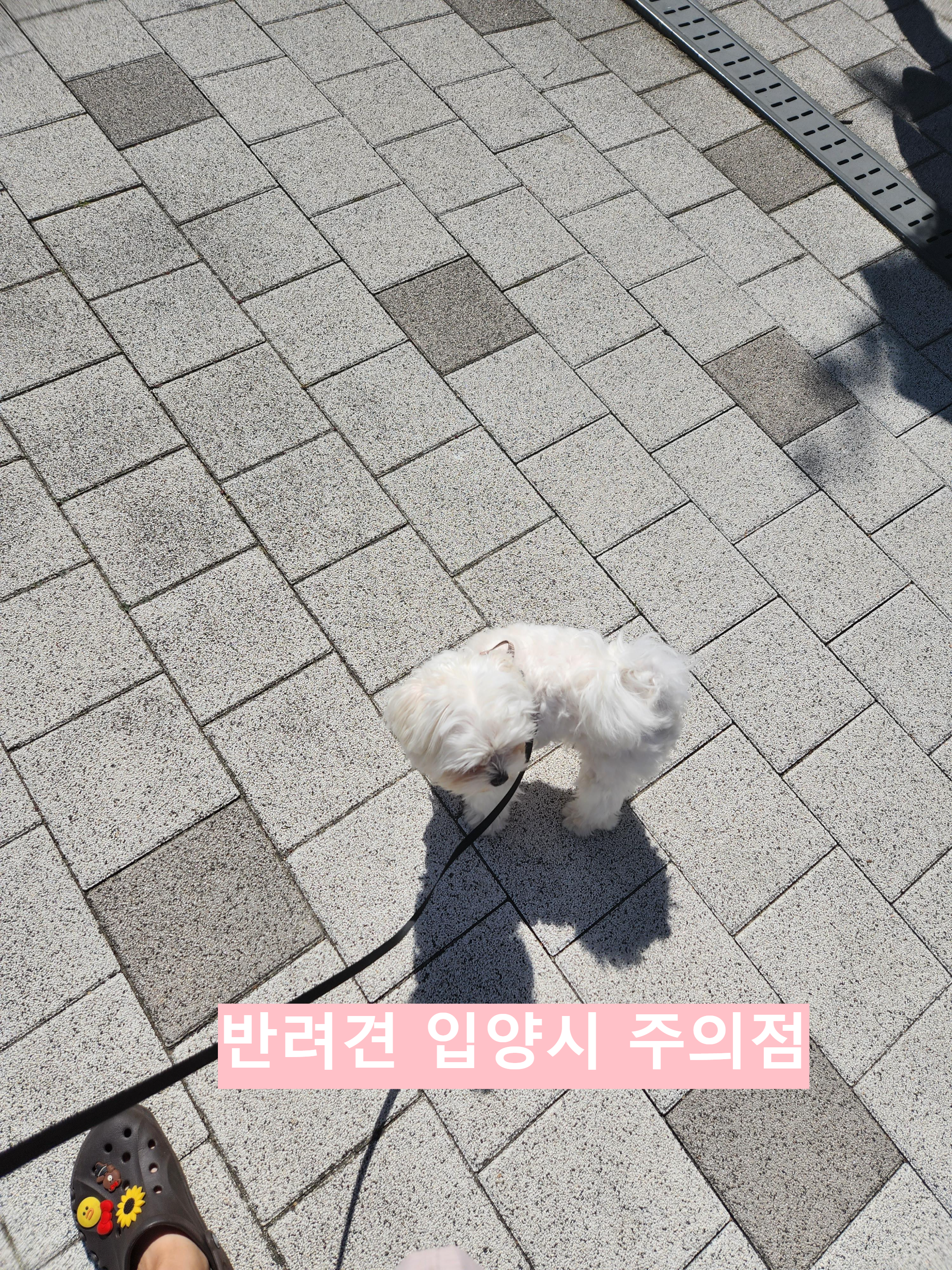  반려견 입양시 유의점