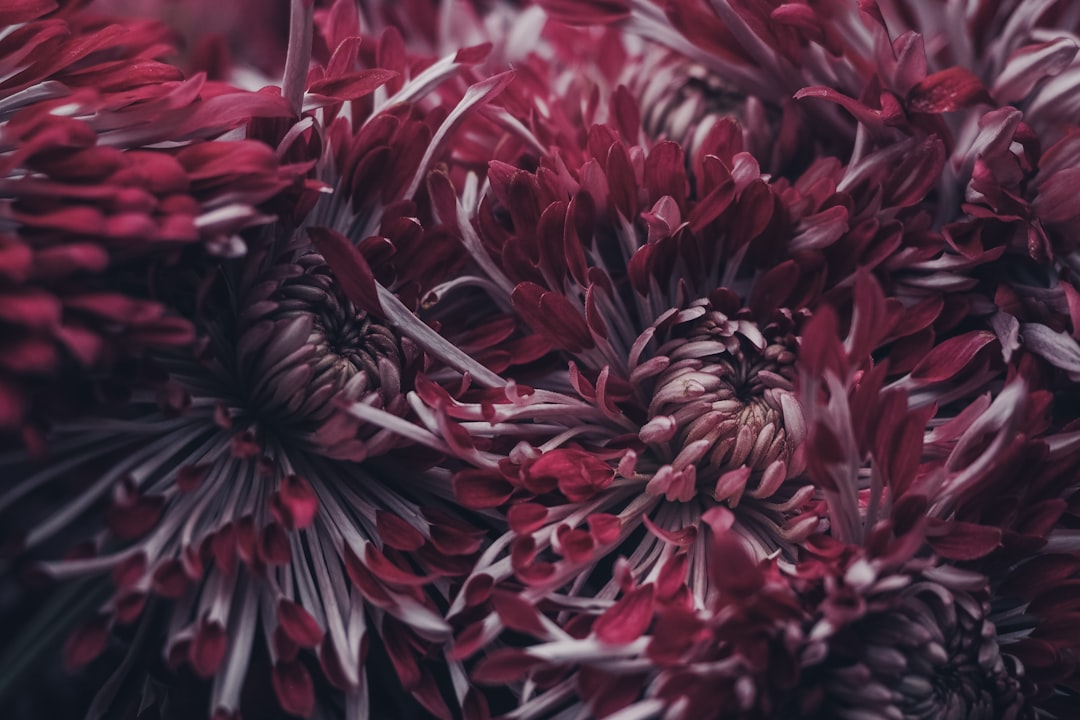 Chrysanthemum