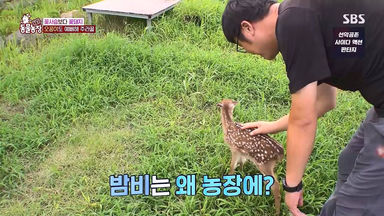 TV 동물농장 1189화 다시보기.ts_20240922_161949.818.jpg