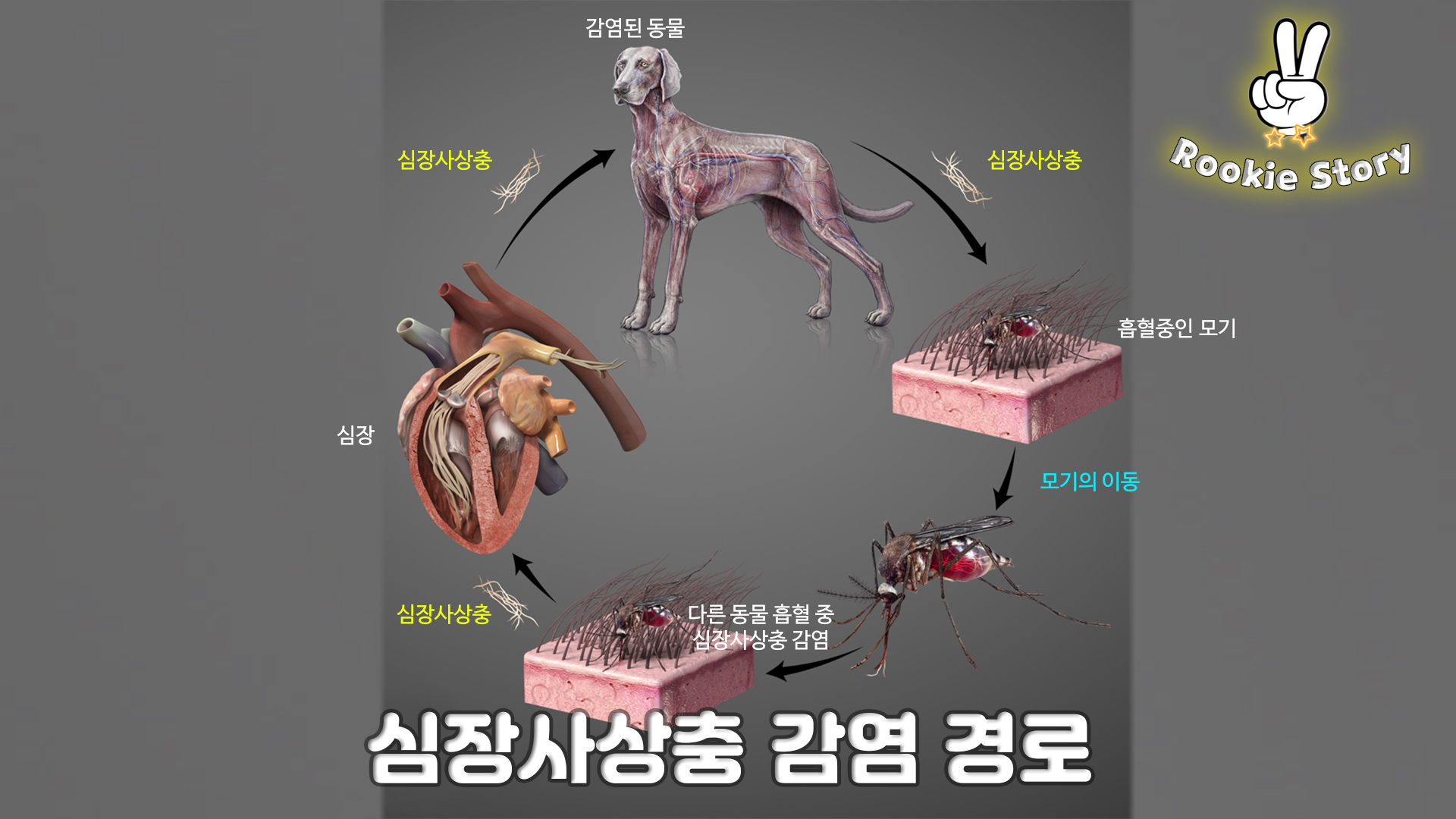  강아지 심장사상충 증상 예방 접종 관리 방법