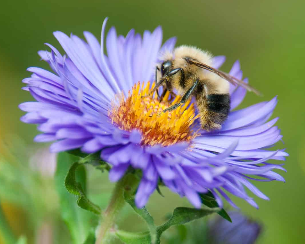 The Buzz on Bees Understanding the Urgent Need for Conservation