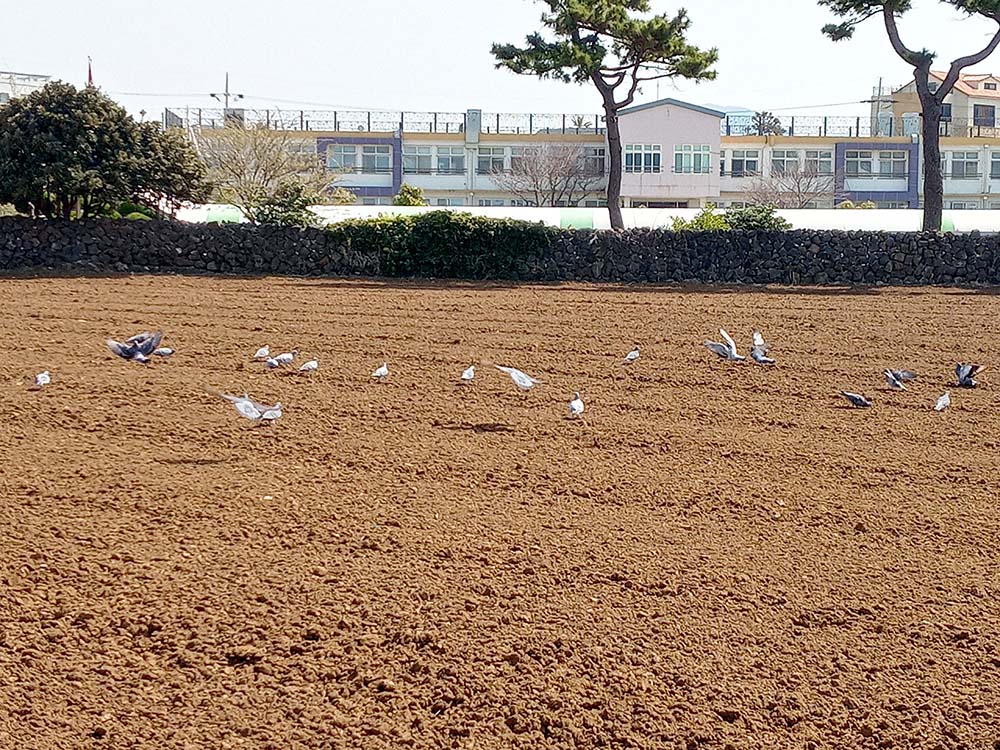 올레11코스: 논밭 경작을 몸소하는 비둘기